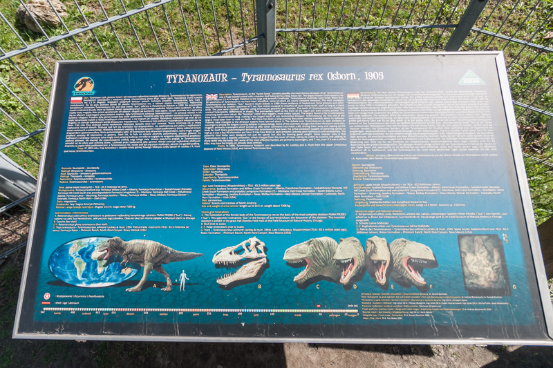 Plik:Tyranozaur Zuzia w Sosnowcu 0004.jpg