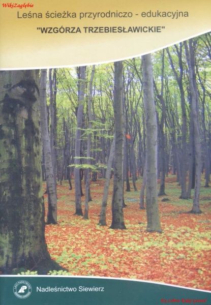 Plik:Leśna ścieżka Wzgórza Trzebiesławickie.jpg