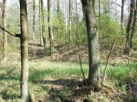 ślady pogórnicze w południowej części lasu