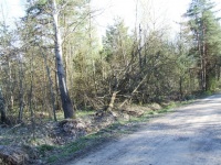 wschodnia część lasu po zimie 2010
